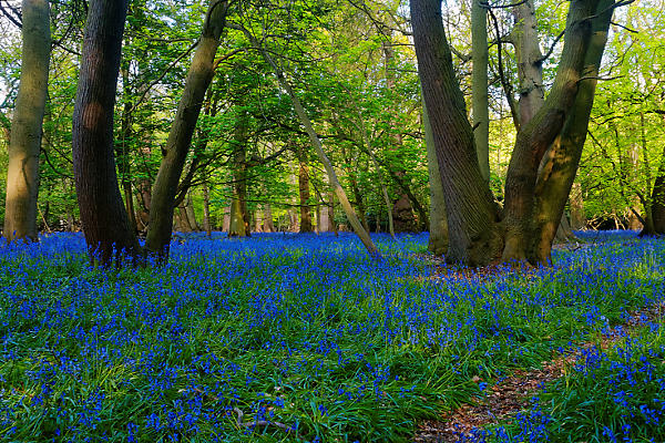 Bluebells in Beech Woodland of Aldbury Common