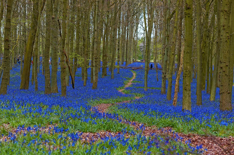 Path through carpet of Bluebells in Dockey Wood